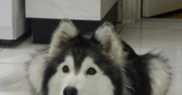 Meet Tally  the Husky  Dog Who Was Raised by Cats and  Meet Tally  the Husky  Dog Who Was Raised by Cats and